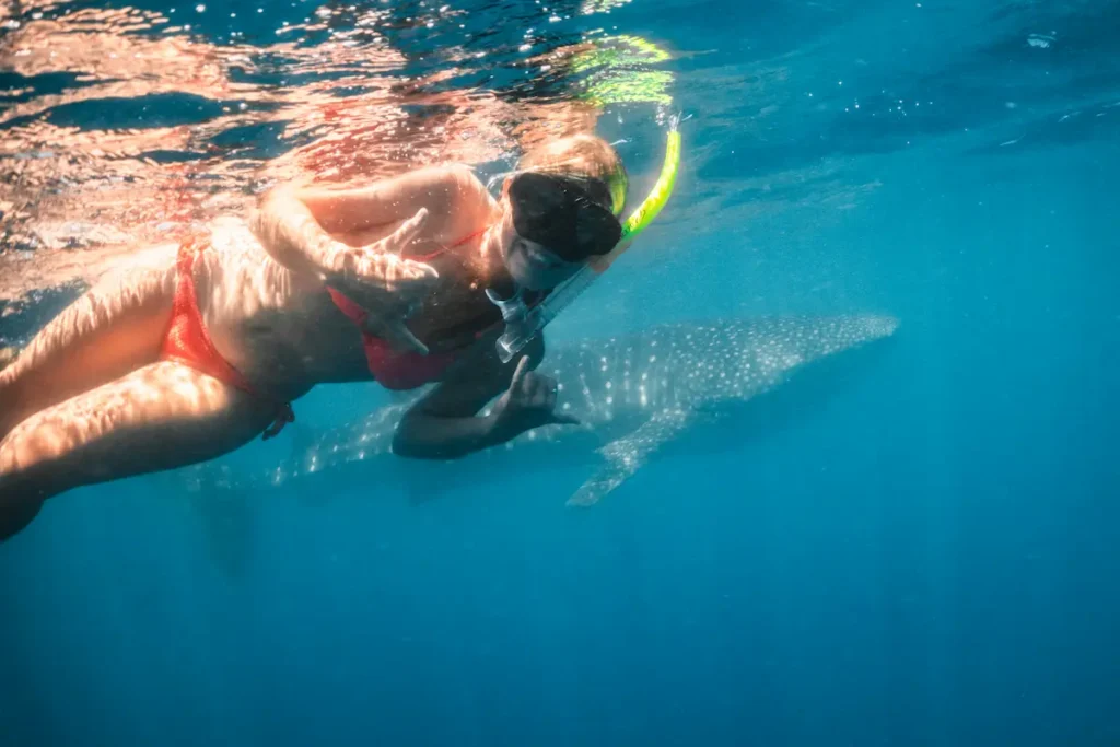 Ethical Marine Wildlife Tours, Cassie snorkelling with a Whaleshark in Western Australia