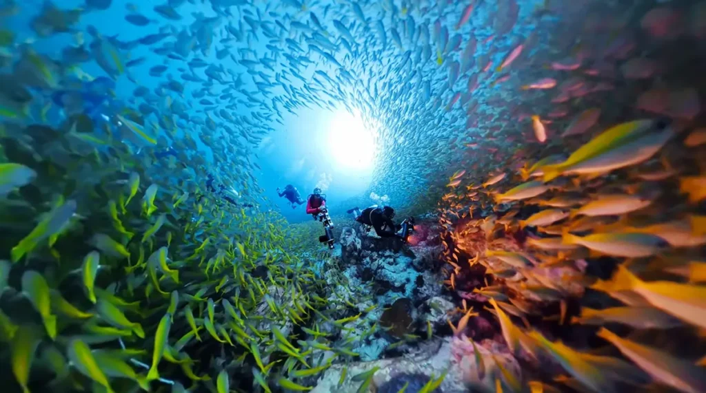 Smartphone underwater photography using the Divevolk SeaTouch 4 Max Plus during a scuba dive in Koh Tao, Thailand.