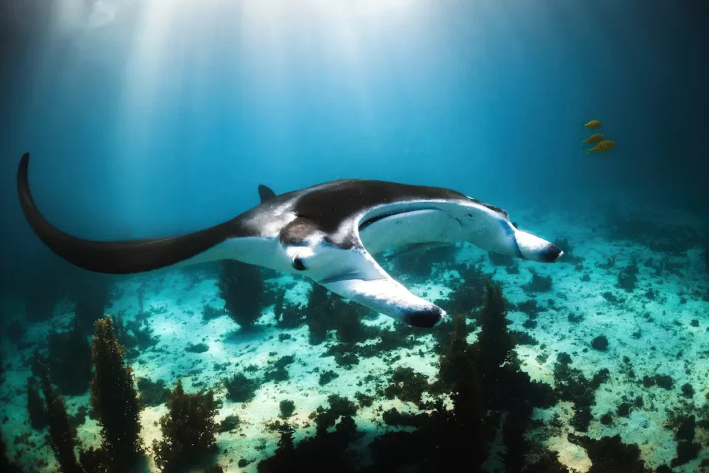 Snorkellers observing a Manta Ray underwater while leaving room for it to swim.