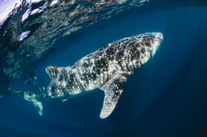 Whale shark swimming through clear blue water with snorkellers observing from a distance.