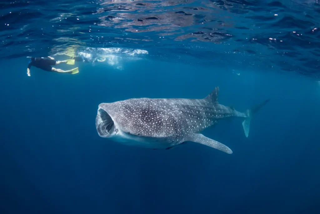 : Snorkellers observing a whale shark underwater while leaving room for it to swim.