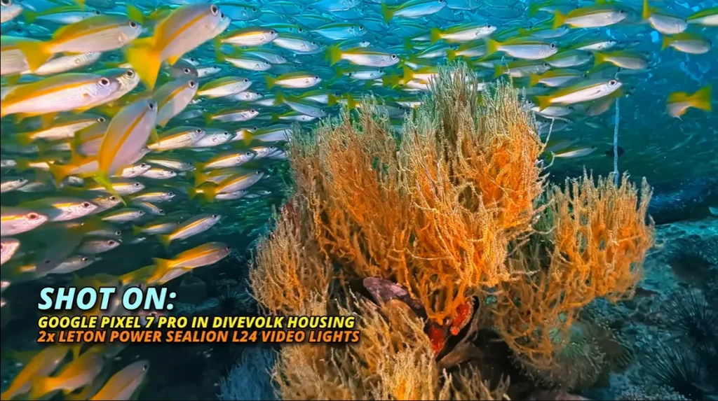 School of yellow fish swimming around orange sea fans, filmed with a Google Pixel 7 Pro in a Divevolk housing and two LetonPower Sealion L24 lights