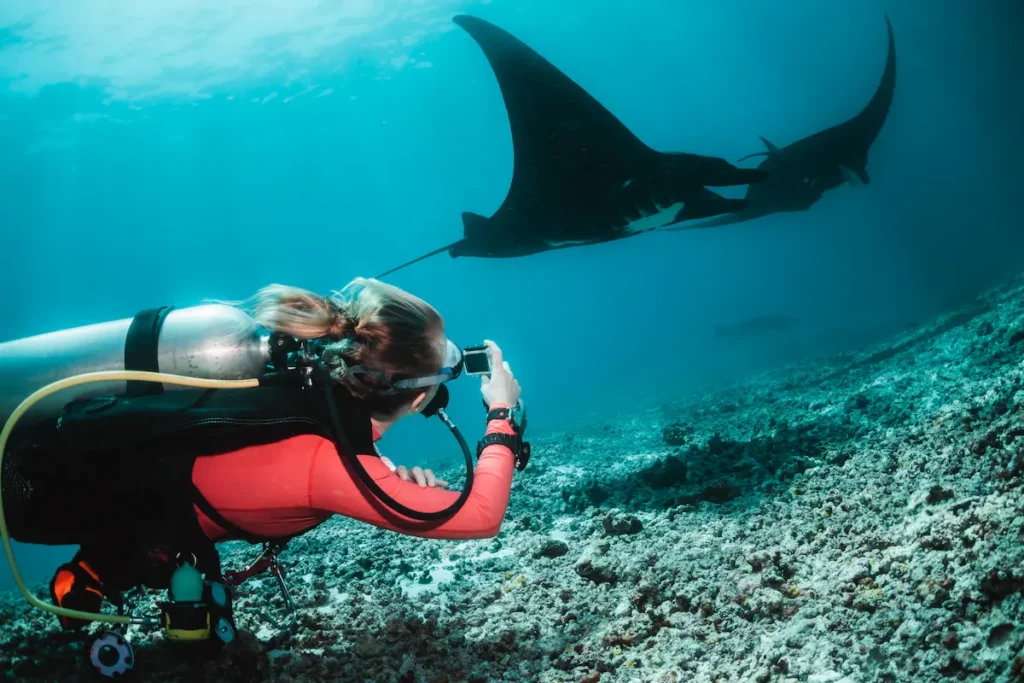 Manta ray swimming above a reef while scuba divers observe from a distance.