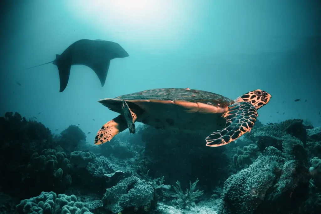 A Melanistic Manta nd Hawksbill Turtle gliding gently above the coral reef