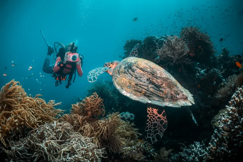 Sea turtle swimming above a tropical coral reef with open water around it.