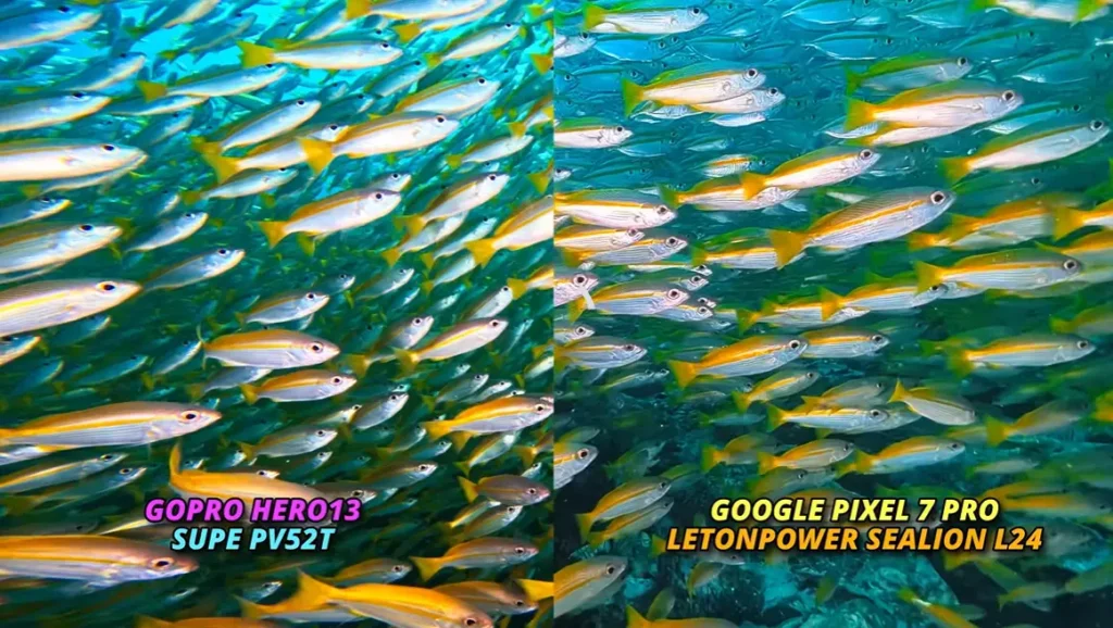 Side-by-side underwater fish footage comparing a GoPro HERO13 with SUPE PV52T lights and a Google Pixel 7 Pro with LetonPower Sealion L24 lights