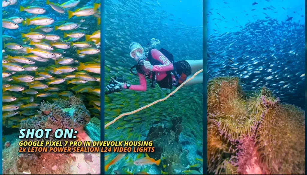 Colourful sea anemones illuminated by underwater video lights, with fish swimming in the blue water above